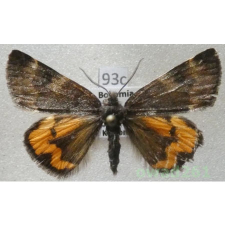Boudinotiana notha (Hübner, 1803) Czech93c